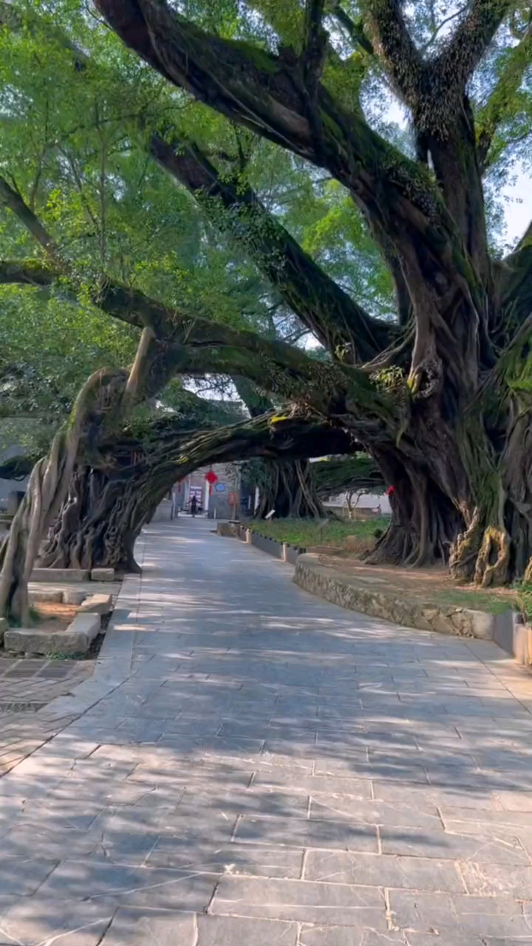 桂林:榕津千年古榕群,古朴宁静的环境