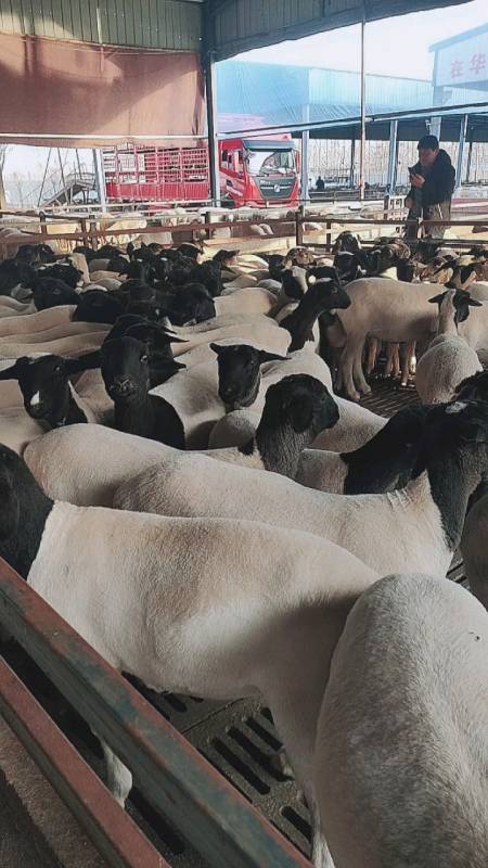 杜寒串羊产糕率高,澳洲白羊和黑头杜泊羊有区别吗?