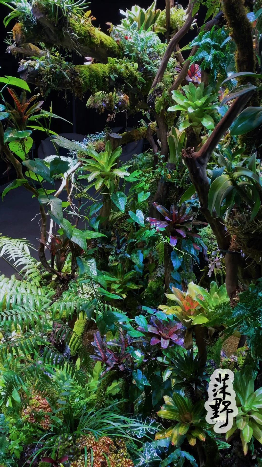 雨林景观#【成都案例】室内雨林景观,原创作品,作者:莯野大智