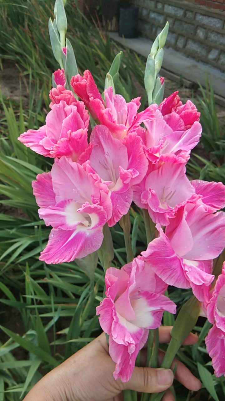 唐菖蒲#种花养花好心情