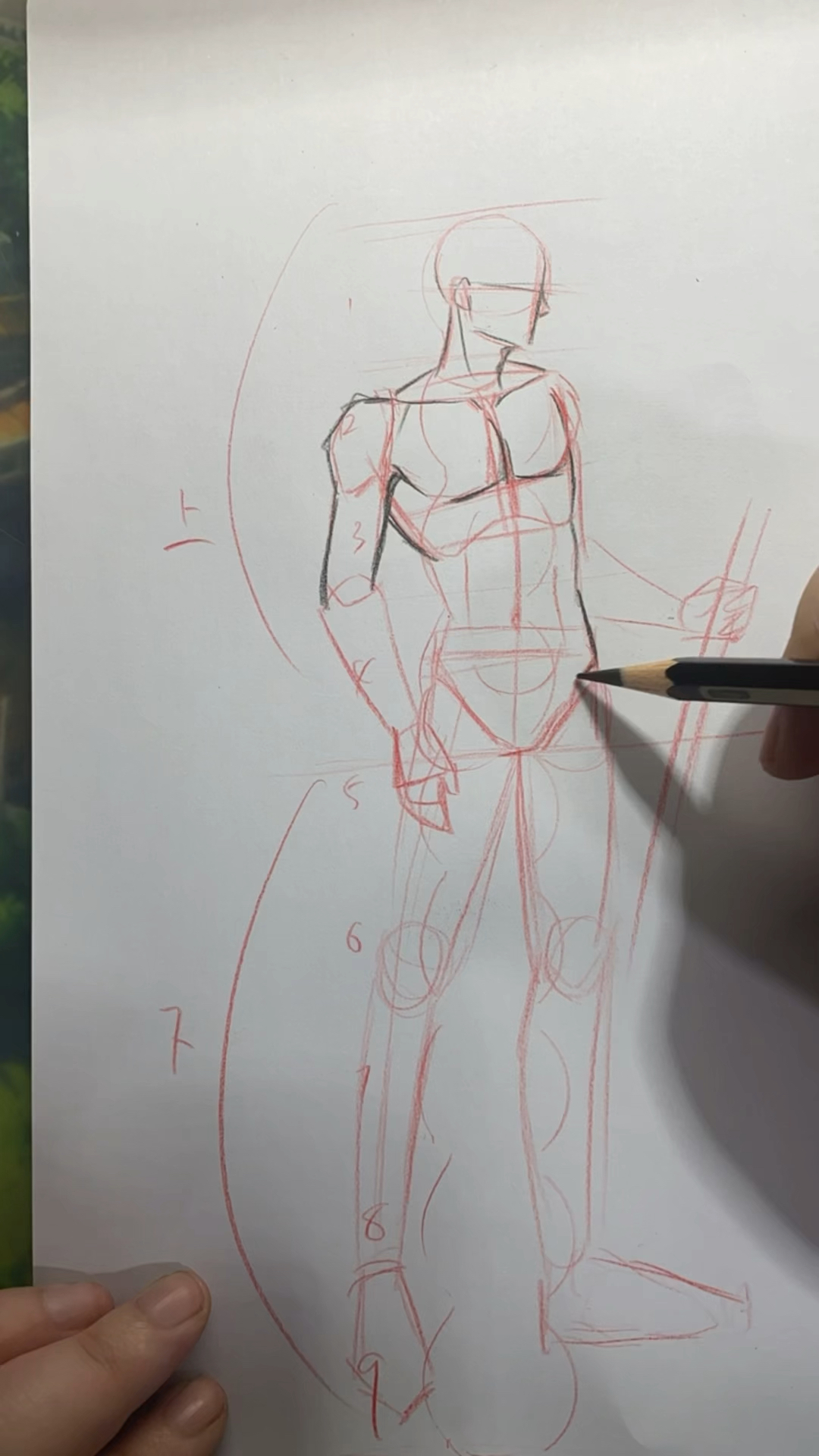 8头半的漫画男性人体结构!简单不?