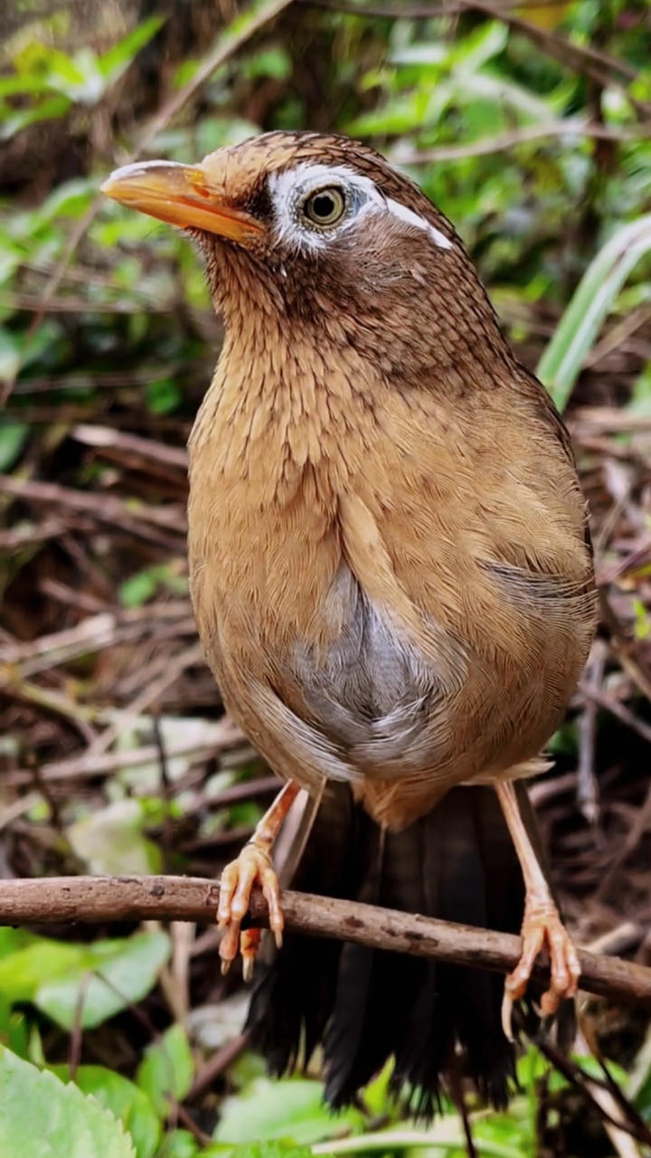 画眉鸟#极品画眉鸟呱呱叫不停-度小视