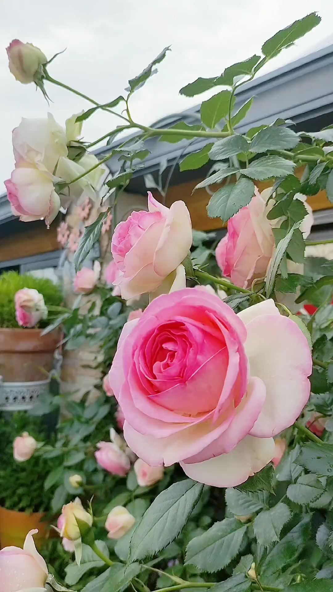 藤本月季粉色龙沙宝石美仙了