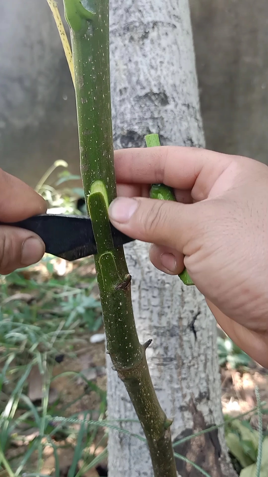 嫁接技术#腹部芽接核桃技术,成活率极高