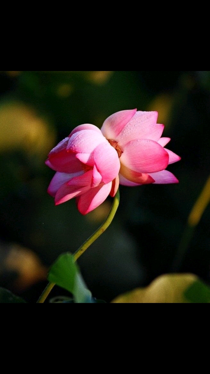 连恋爱季节的极致美女,也震撼这种诱惑的力量!