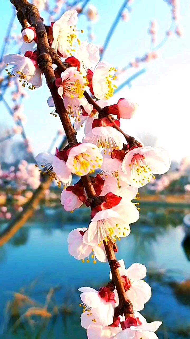 旅游进行时#又是一年杏花开,桃花樱花梨花玉兰花都很美你喜欢吗?