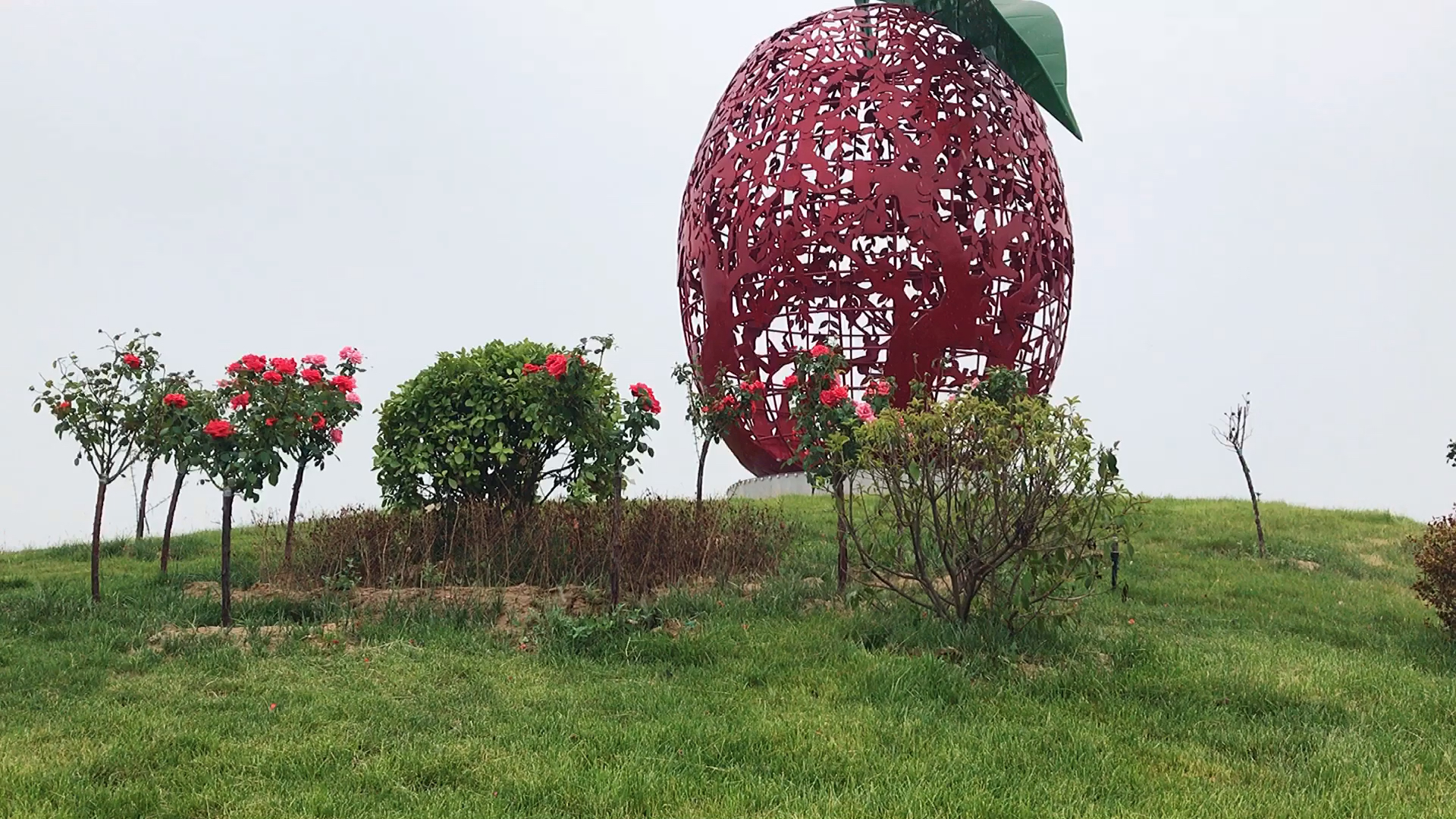 记录生活#稷山·板枣之乡