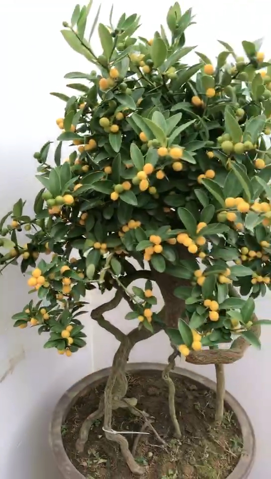 高提根的金豆子