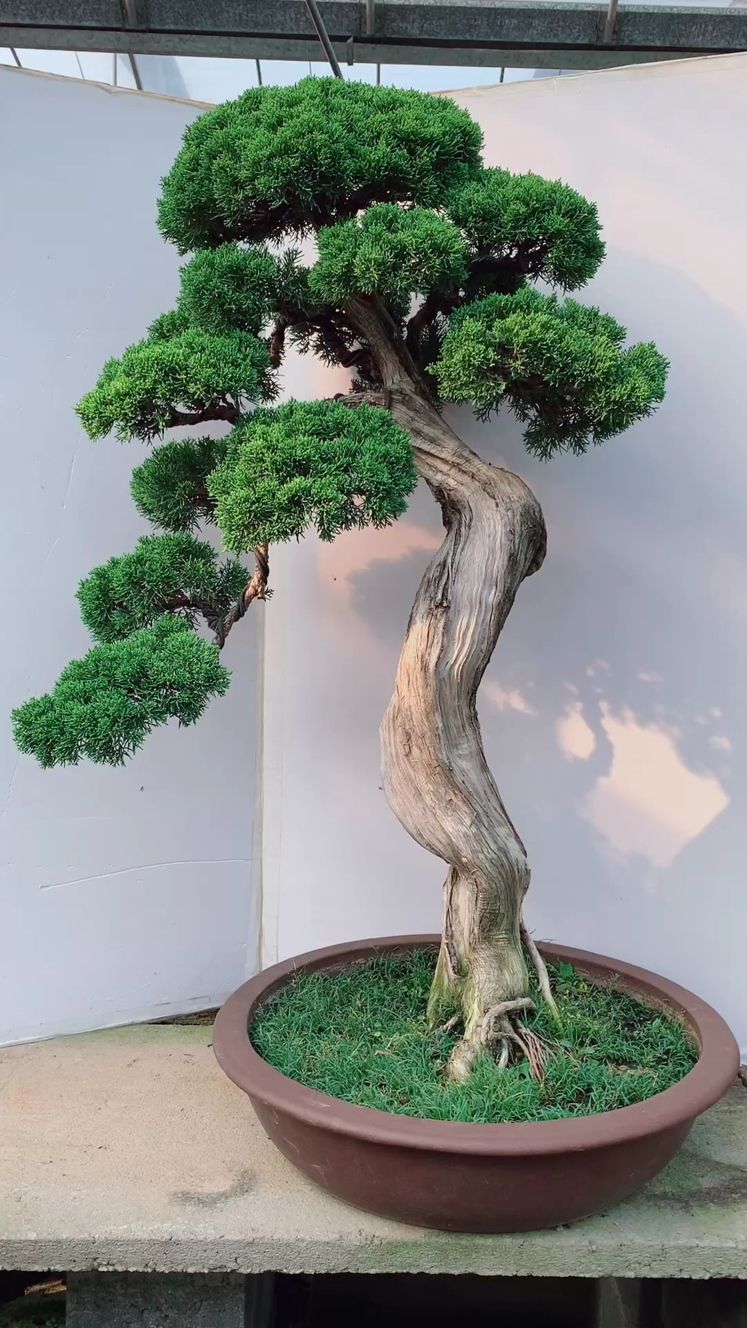 精品文人真柏盆景