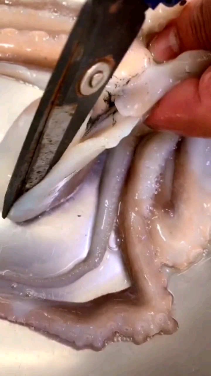 八爪鱼#深度解剖八爪鱼内部结构-度小视