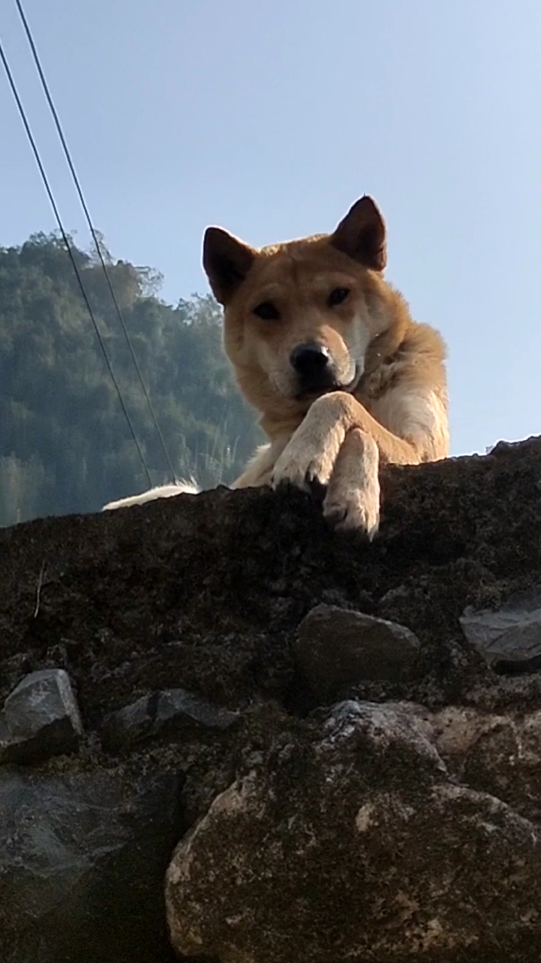 悬崖上的金色狗狗#每个人的童年都有一只大黄