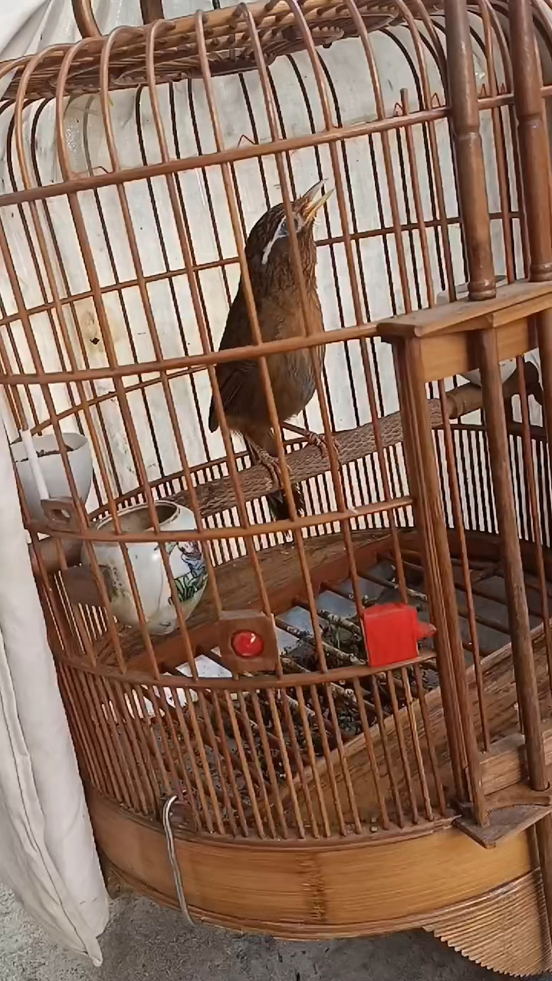 极品画眉鸟大唱