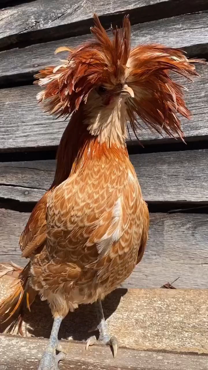怎么样这鸡发型可以不?
