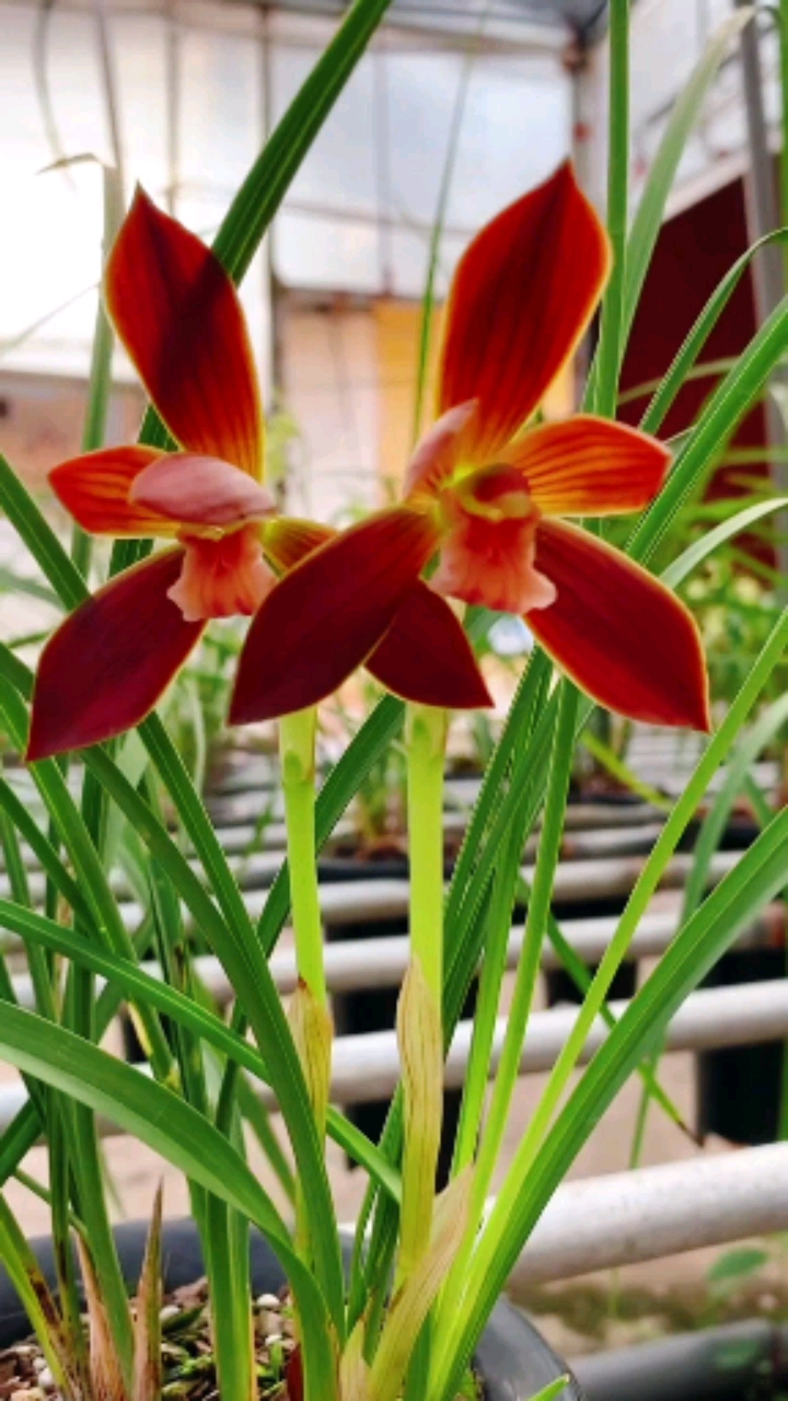 兰花#兰花"中国第一红(红河红)"