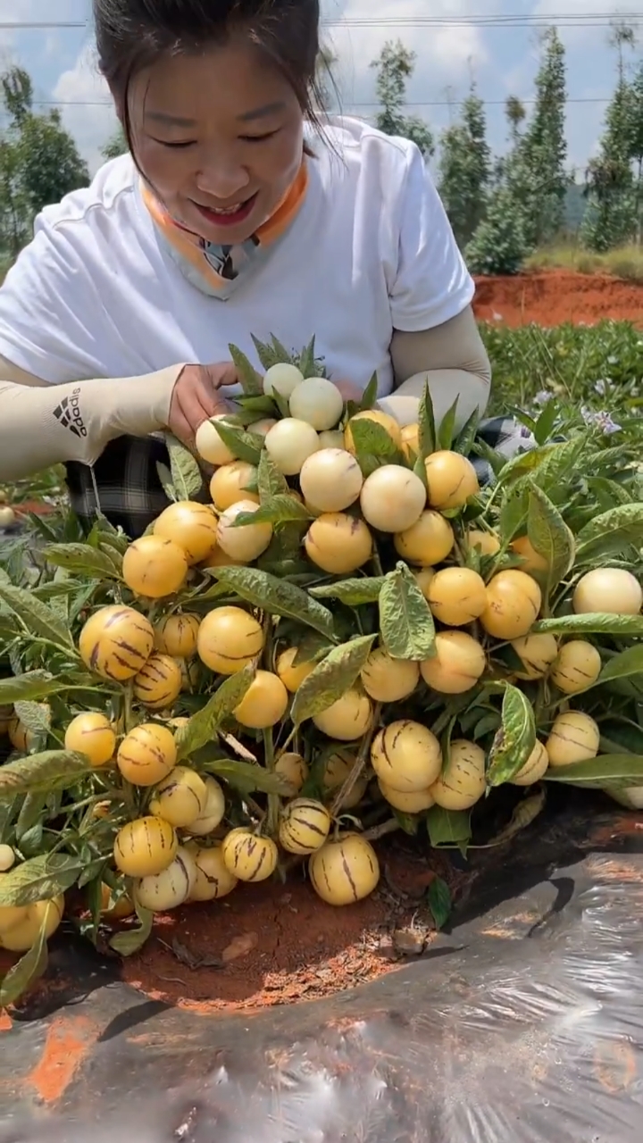 原产地现摘现发#口感特别好#人参果#三农助力