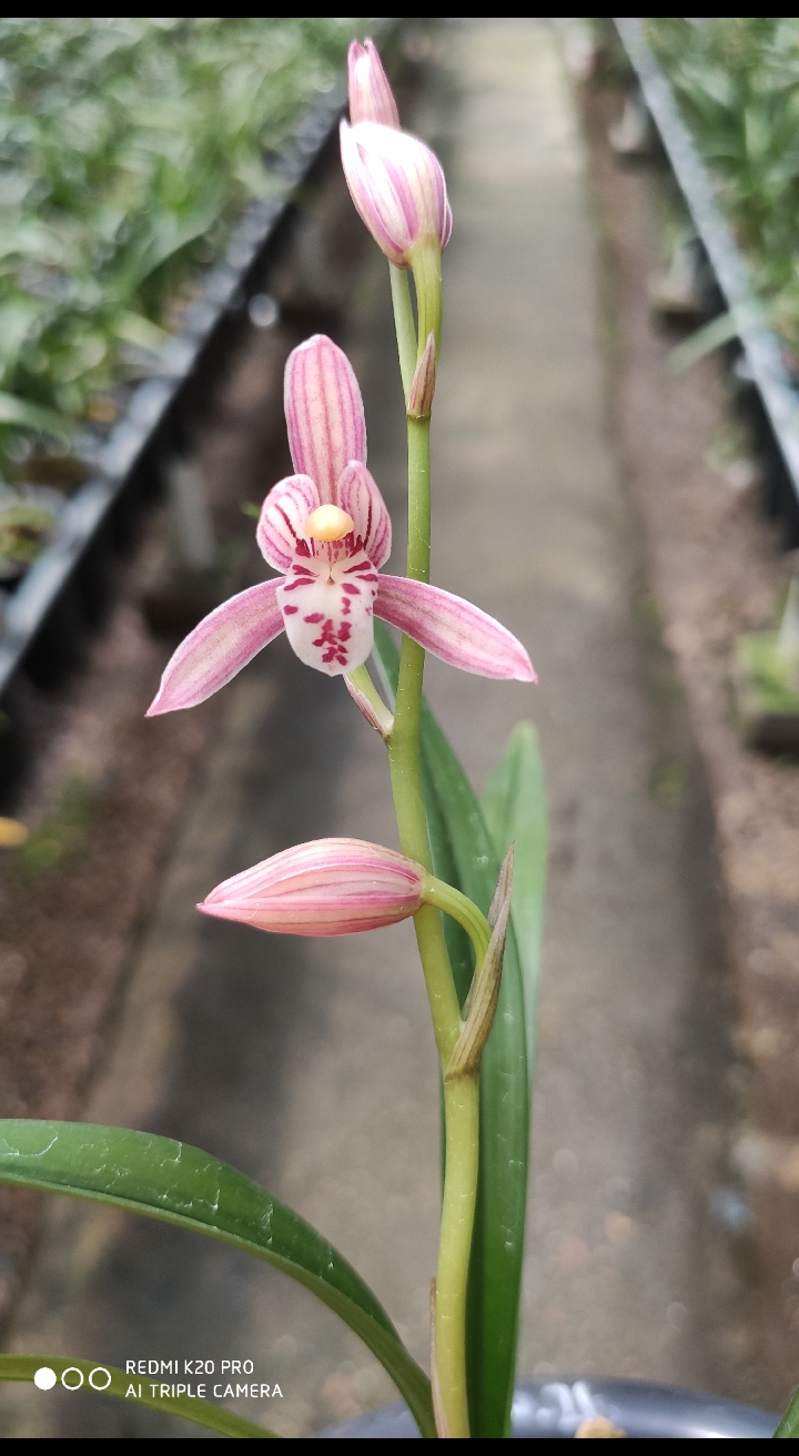 兰花小站#自然棚素养的名品峨嵋胭脂