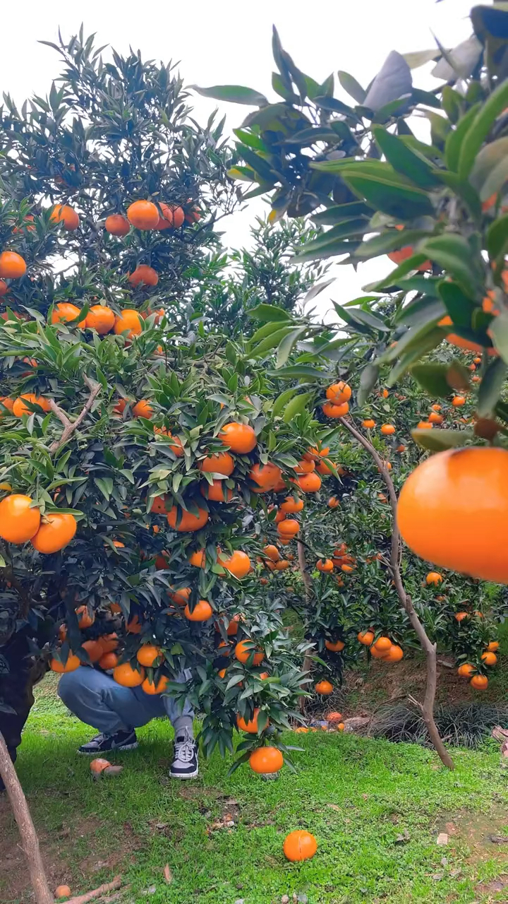 广西武鸣沃柑#鲜甜多汁的沃柑风味浓郁,果肉像布丁一样嫩滑甜润,裙