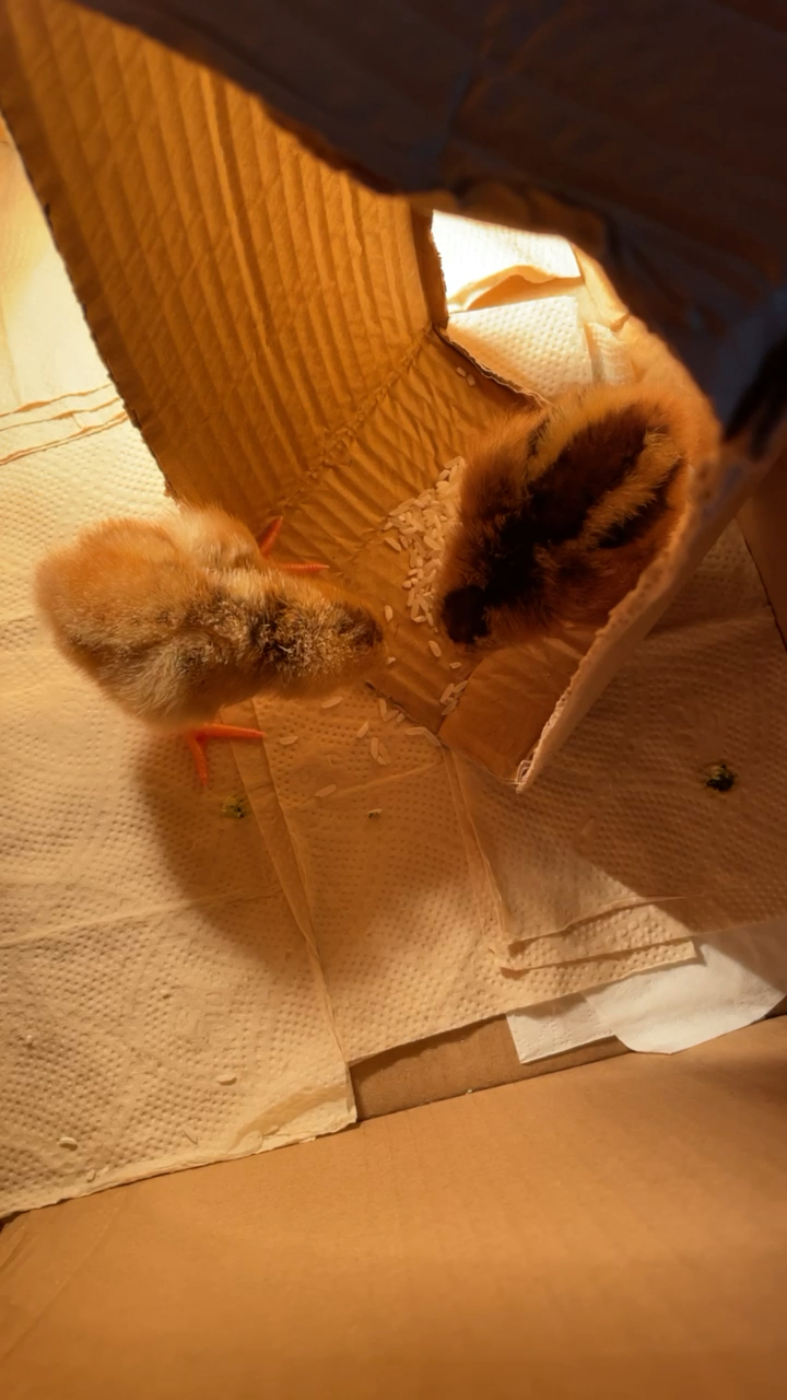 音为有你#小鸡出壳后第二次吃东西吃得还挺香