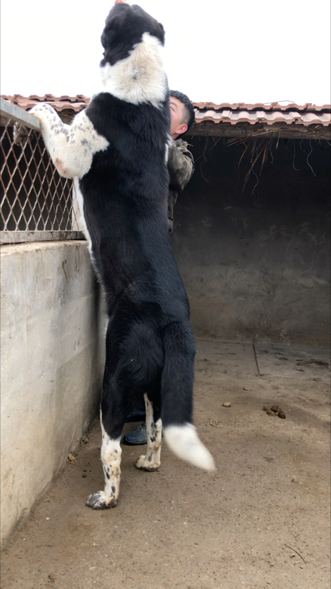 中亚牧羊犬小家伙一岁多了