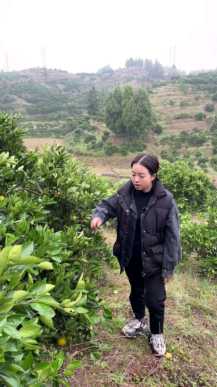 果农不易不嫌弃农村人扣个爱心,这么好吃的橙子你们还没有吃到吧快