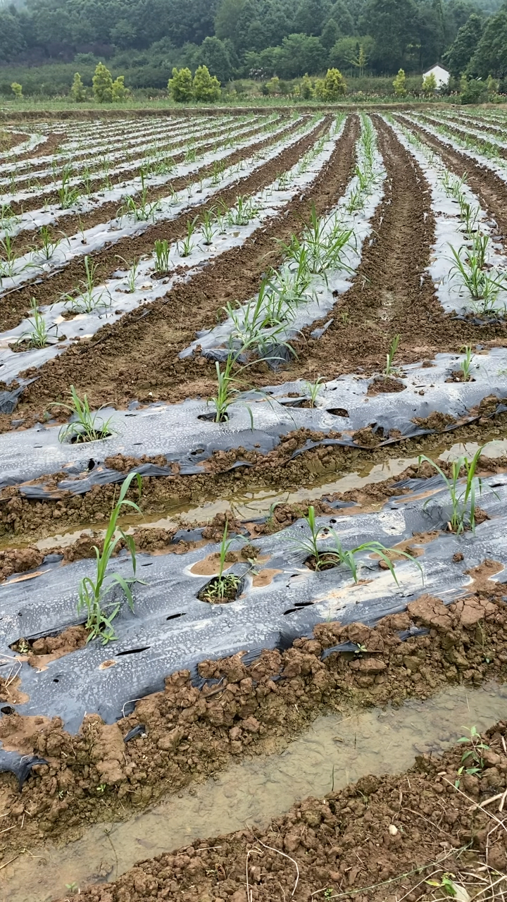 优质牧草#军粮一号丰收之道