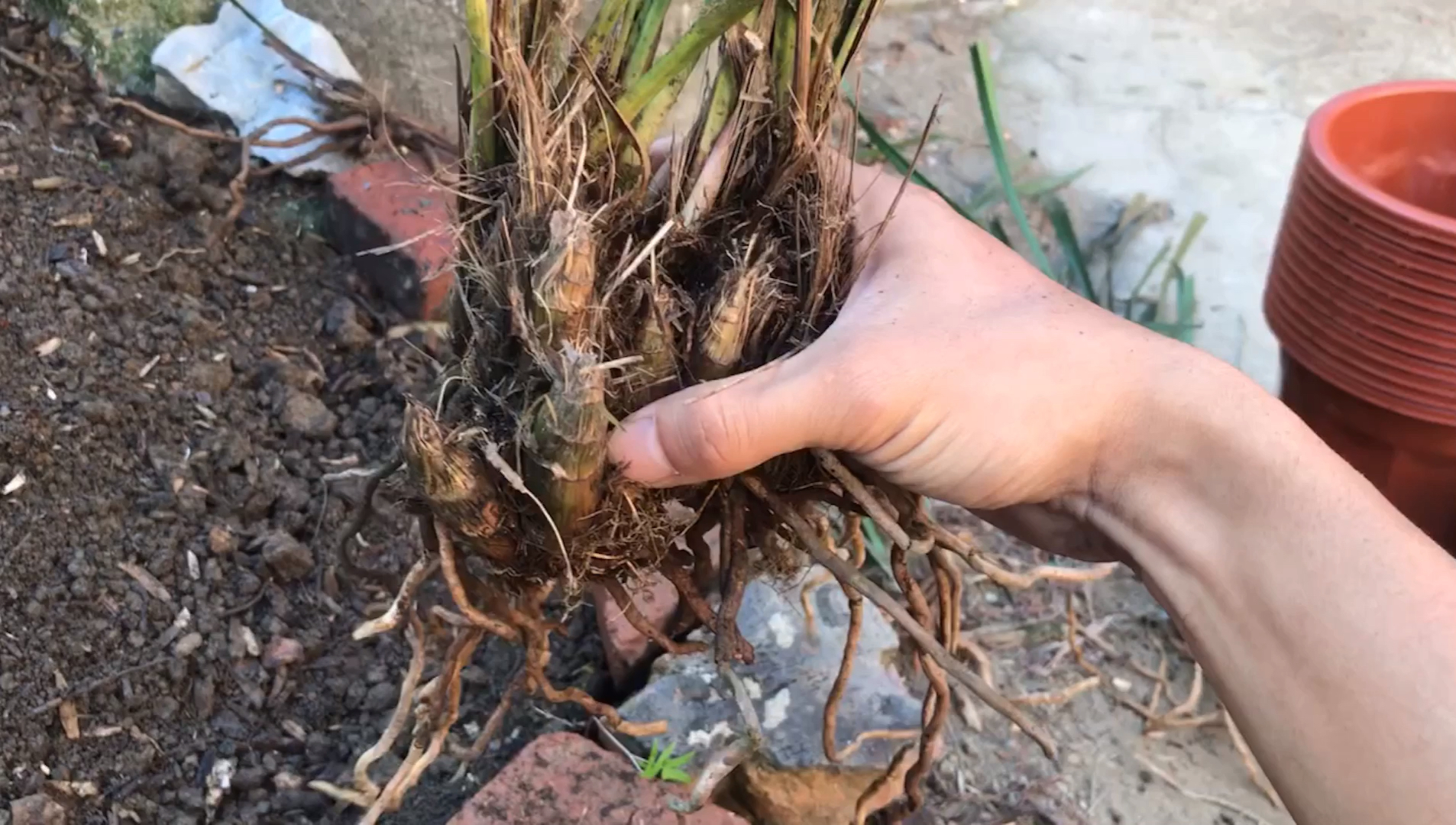 寒兰原种葡萄溜老芦头带两红花苞株型养眼