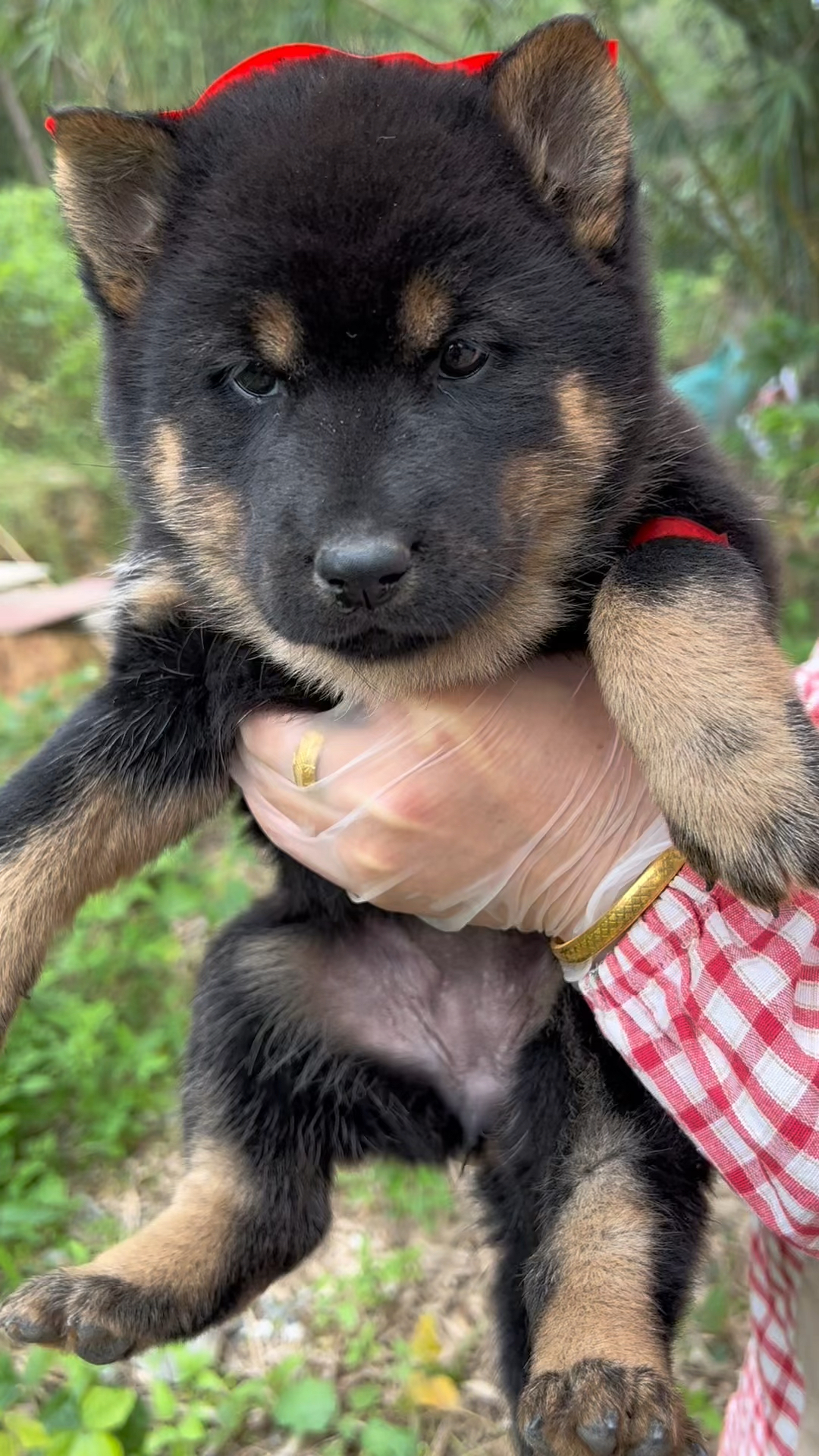 四目神将,铁包金,忠诚的田园犬-度小视