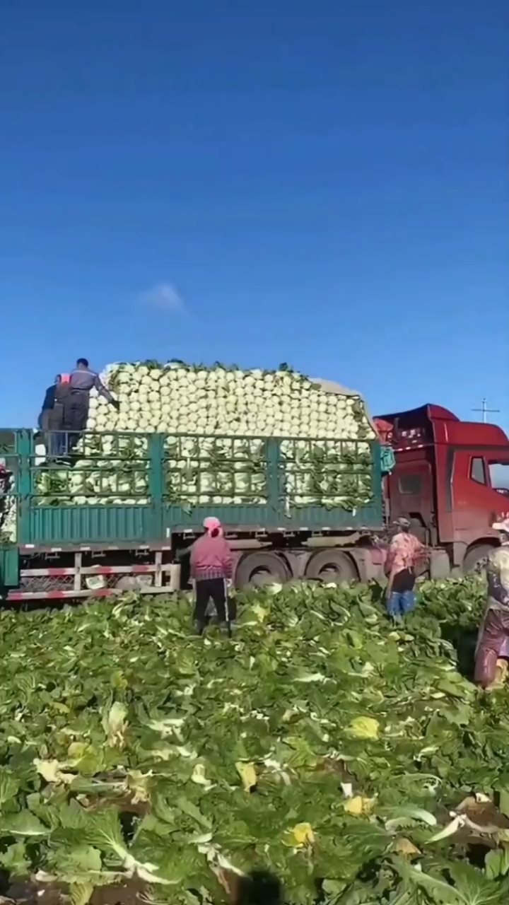 记录生活#这么一大车的白菜是咋装上的呢?