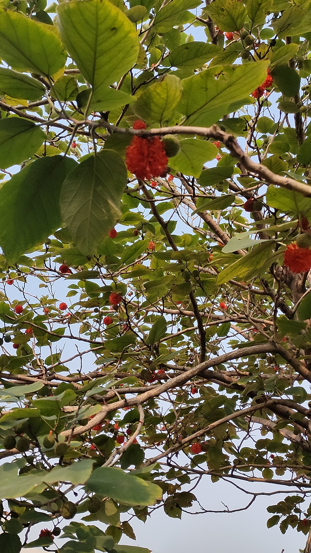 我的探店日记#枸木甜甜的