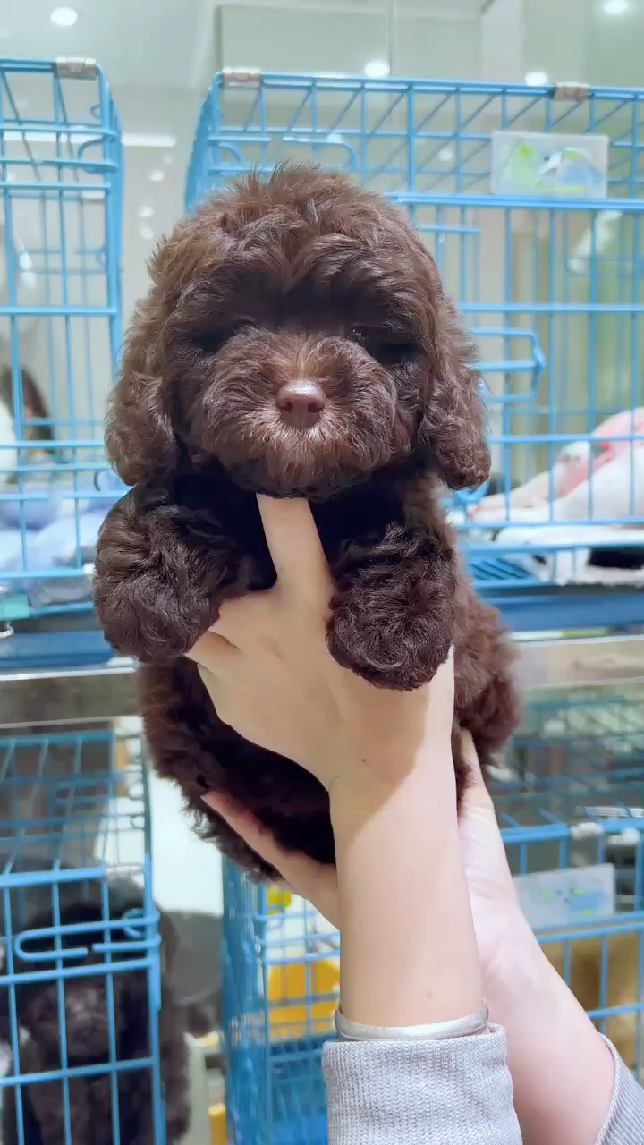 迷你体巧克力色泰迪妹妹