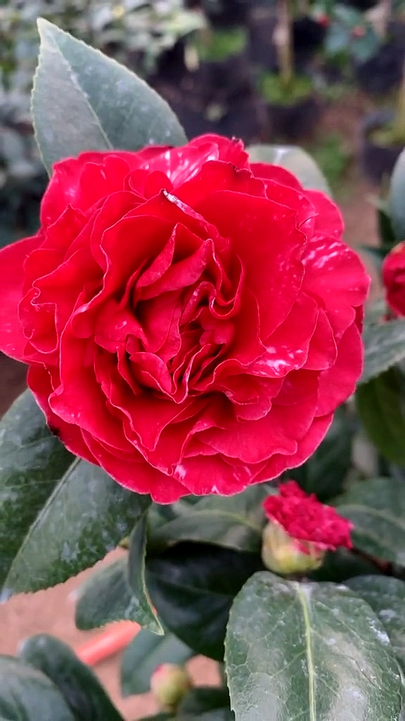 茶花大元帅茶花开品鉴赏