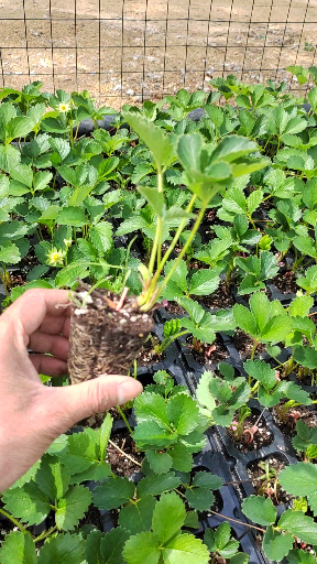 脱毒草莓苗种苗基地