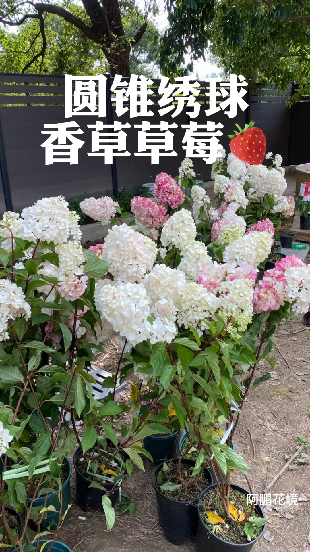 花境圆锥绣球香草草莓初恋的味道