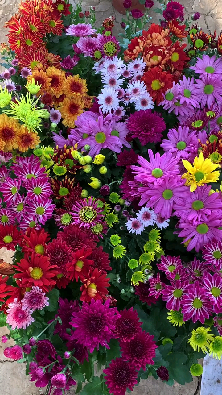 多色荷兰菊四季开花超美