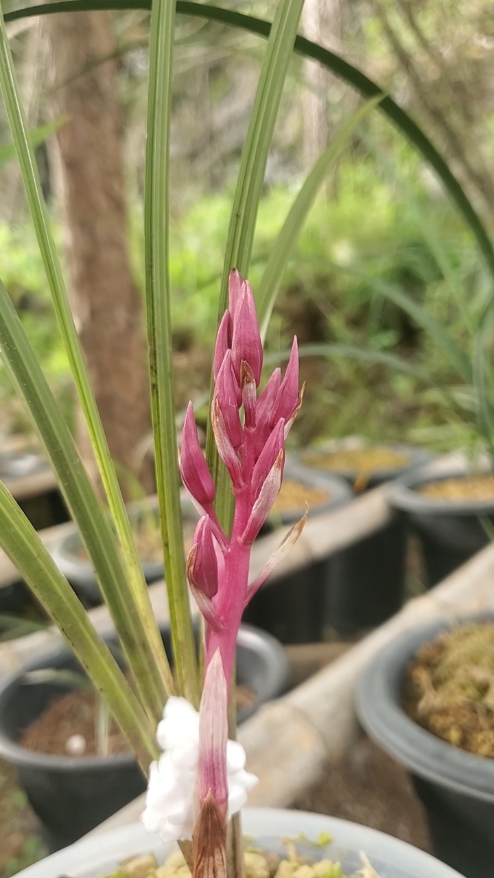 含苞待放惠兰红花朋友看一下北上广能值几套房