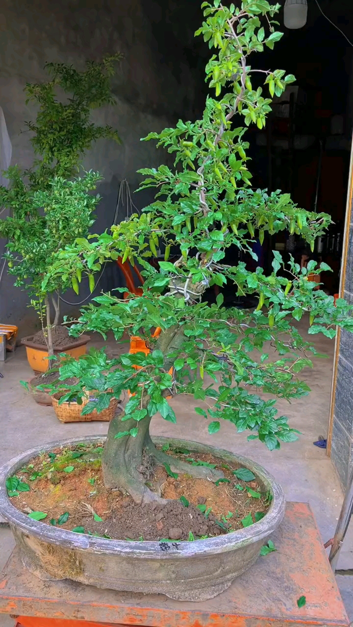 梦之雫满树的果