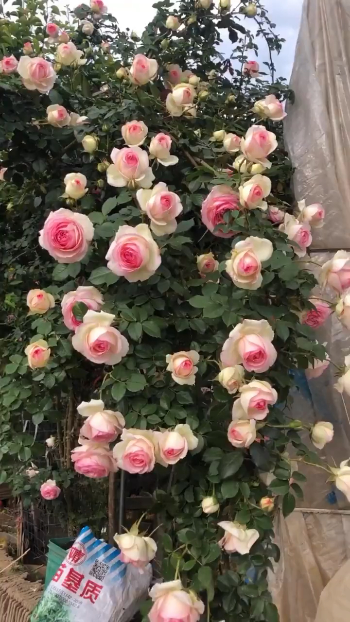 爬藤月季粉色龙沙宝石