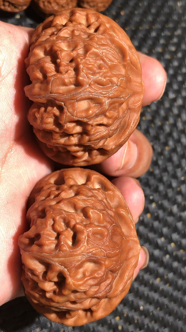 老树宫灯狮子头,边47.