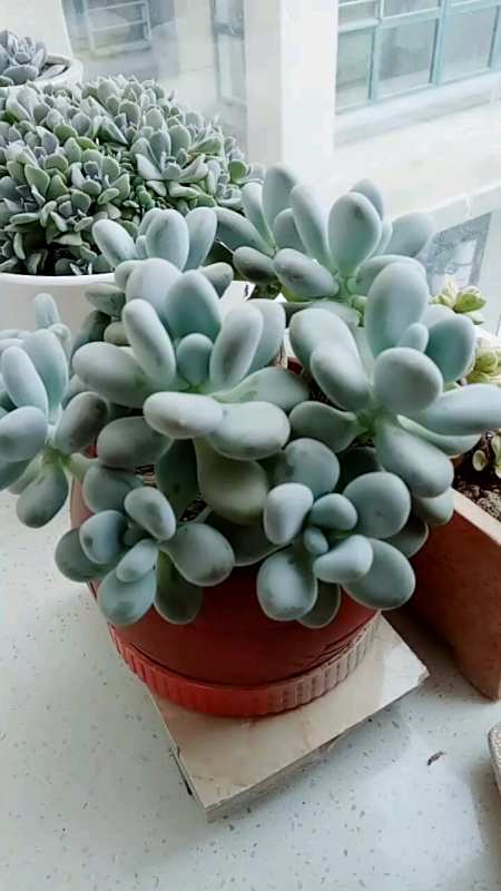 多肉植物#叶插带大的多头白美人