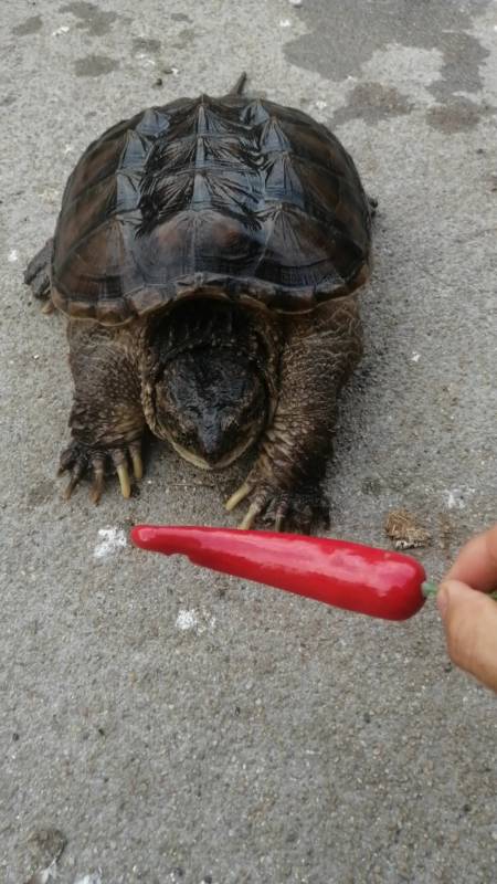 这鳄鱼龟吃辣椒的速度真快啊.这回一定辣死了.