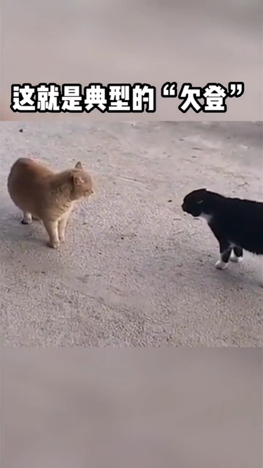 这就是典型的欠登,让你爆笑一天