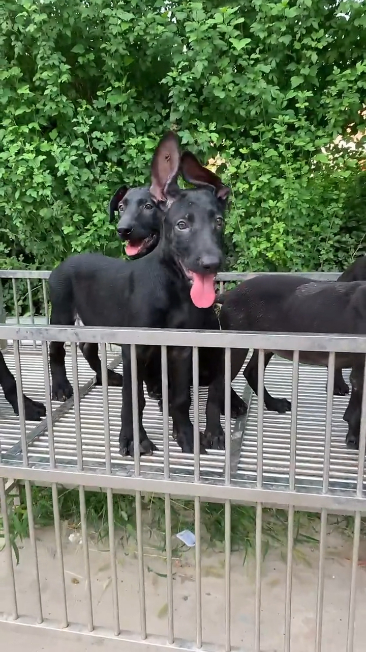 黑狼犬好不好大家说了算墨界黑狼犬幼崽