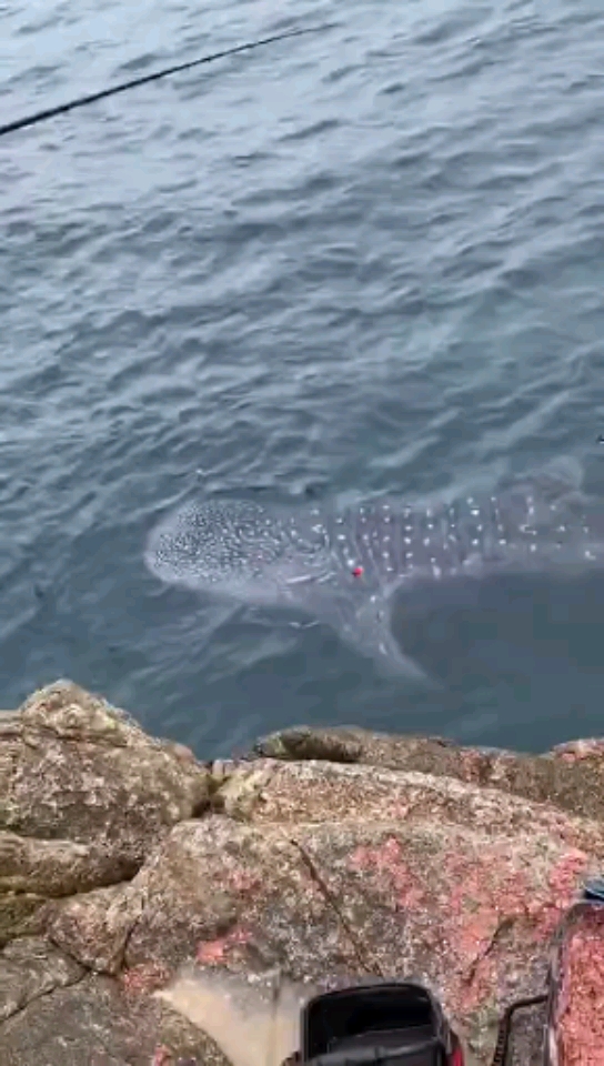 钓鱼#鲨鱼能能钓到,厉害了