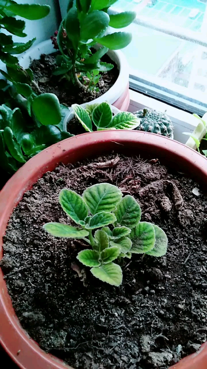 音为有你#用叶片扦插的芙蓉花
