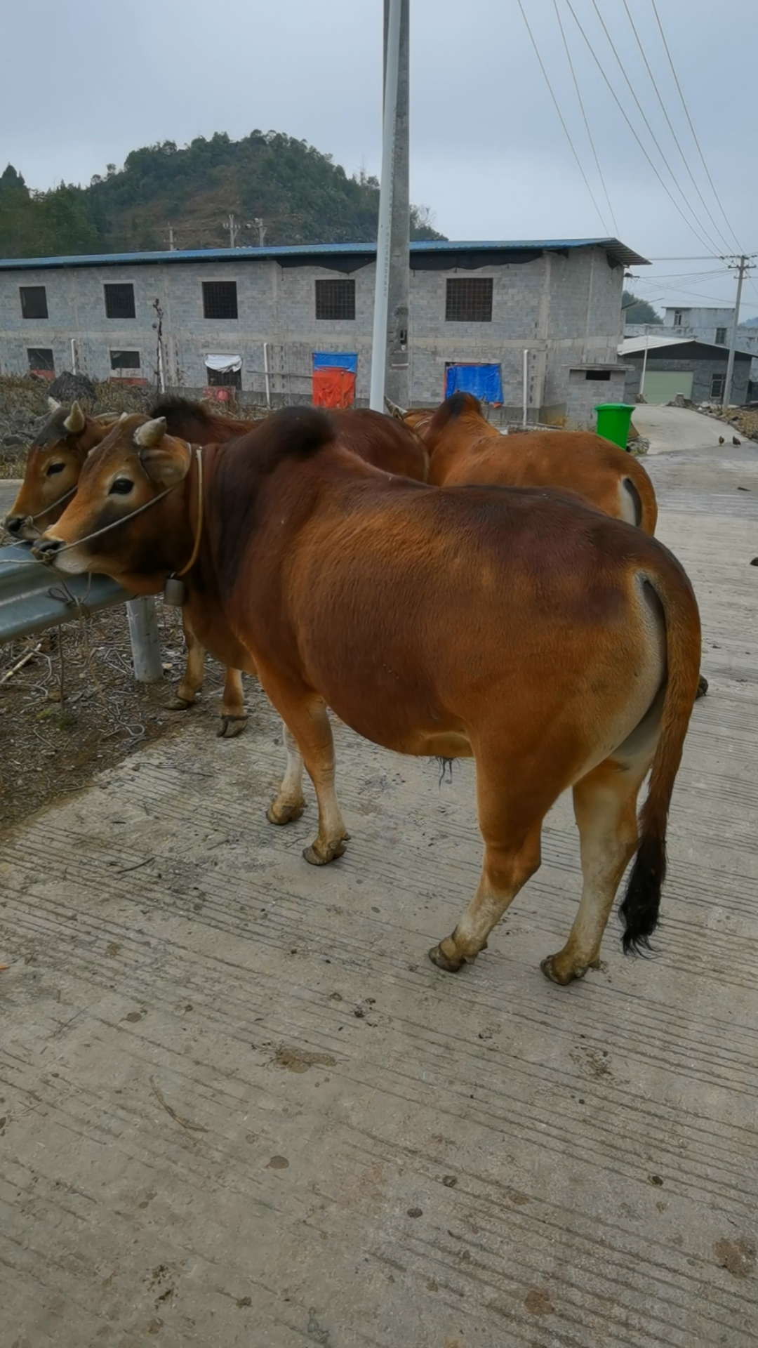 养牛#农村大哥放养了3头土黄牛,他说要4.