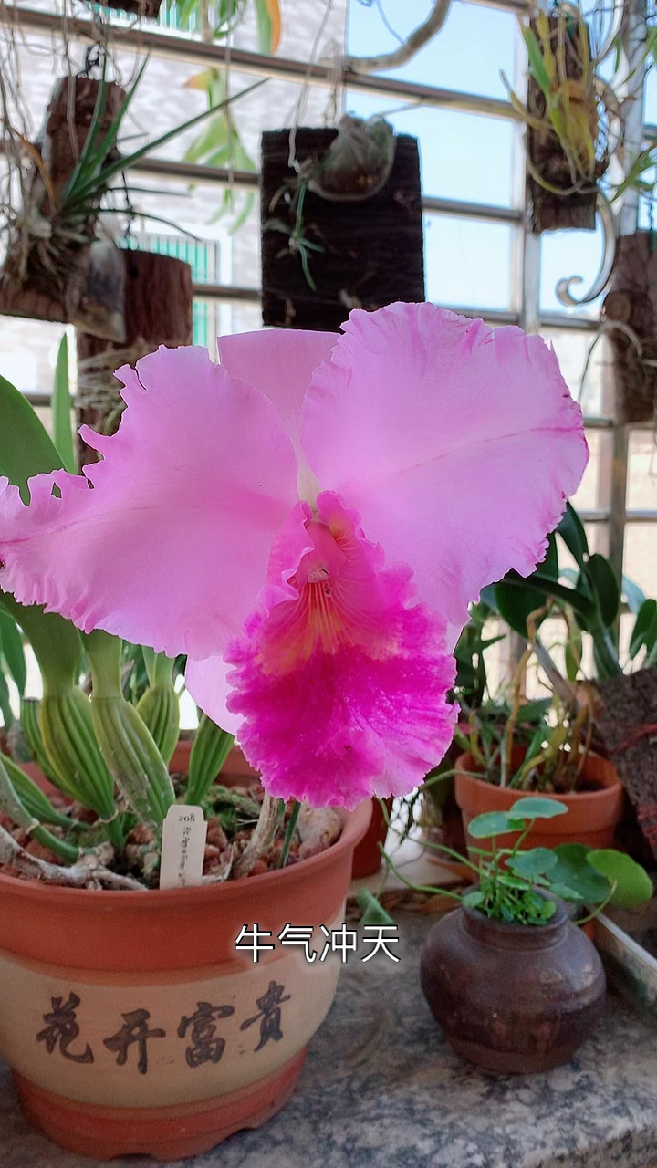 卡特兰#卡特兰之"大牛"祝大家牛气冲天!-度小视