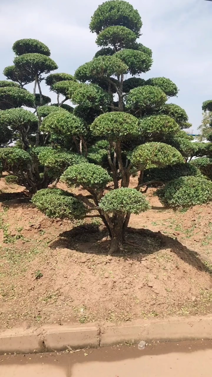 精品造型瓜子黄杨造型树,四季常青不落叶,适合庭院别墅栽植