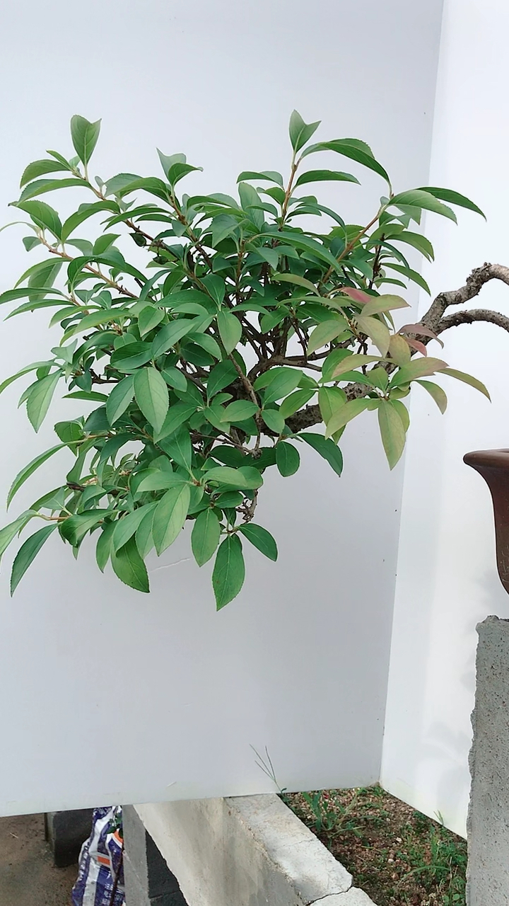 连翘老桩又名倒挂金钟