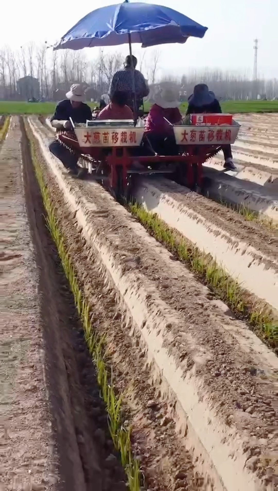 大葱移栽机#大葱移栽的机器,小四轮拖拉机牵引的栽葱机,一次移栽两行