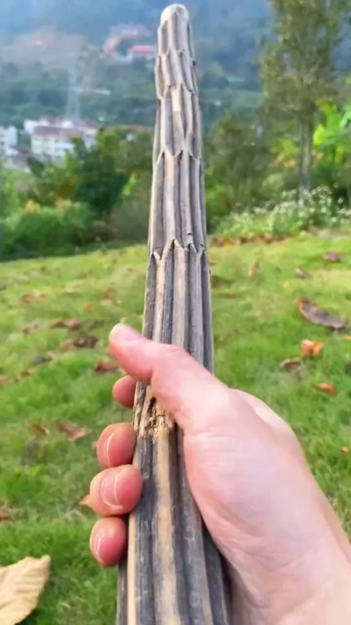 翻山越岭花了8天12夜,终于找到"鬼见愁"降龙木了,纹路如花